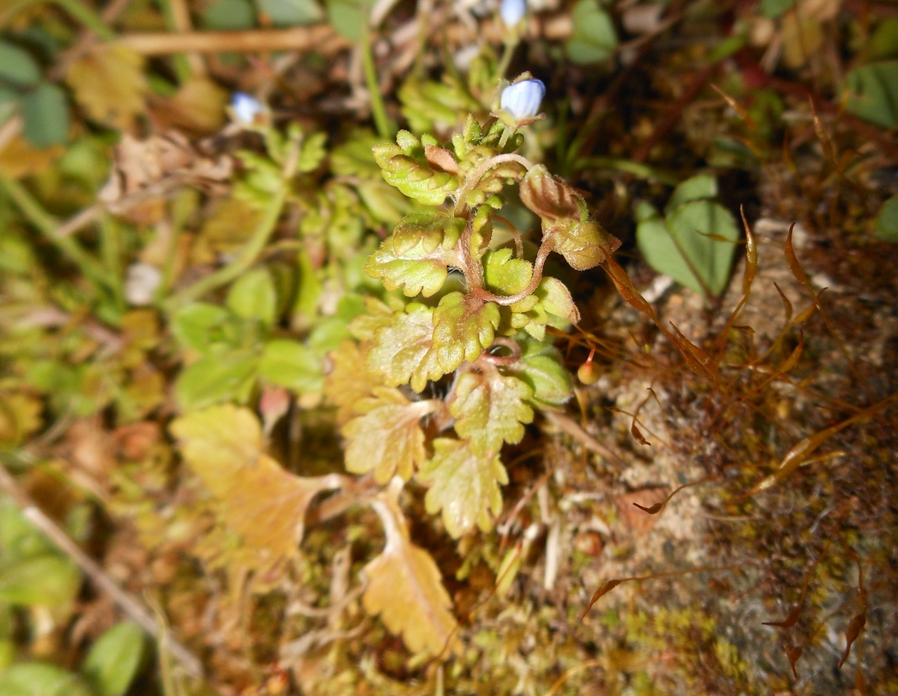 Veronica polita Fr. / Veronica lucida